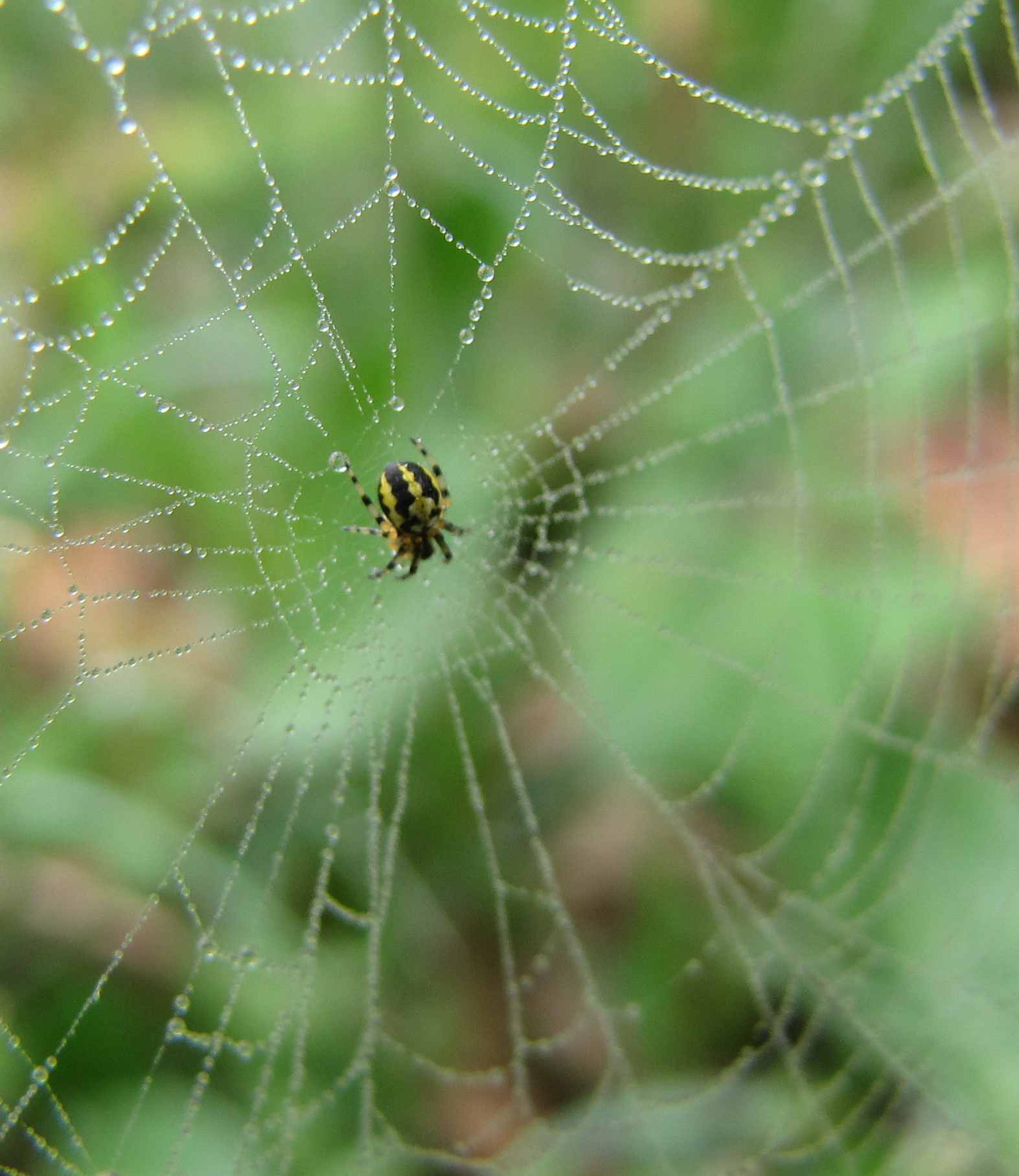 Neoscona sp.